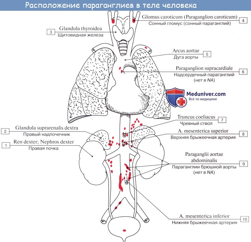 Анатомия: Общие анатомо-физиологические свойства эндокринных желез