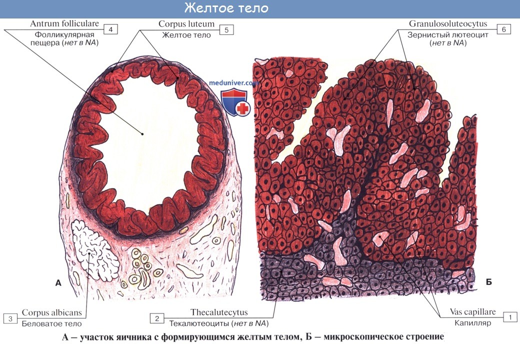 Анатомия: Эндокринные части половых желез. Эндокринная функция яичек. Эндокринная функция желтого тела, яичников