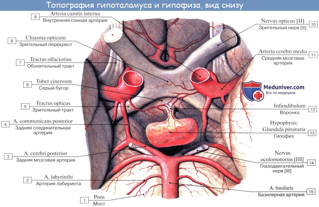 Анатомия: Гипоталамус, hypothalamus. Серый бугор, tuber cinereum. Сосцевидные тела, corpora mamillaria. Задняя гипоталамическая область