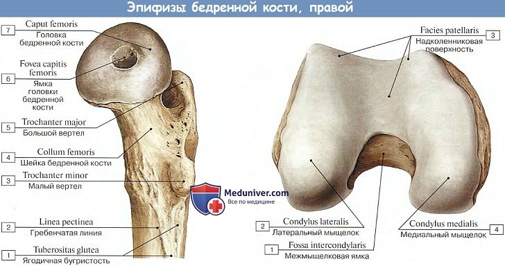 Анатомия эпифизов бедренной кости