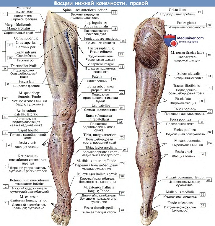 Анатомия: Фасции нижней конечности