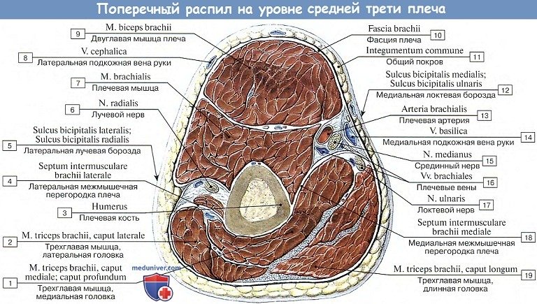 Анатомия: Фасции верхней конечности на уровне плеча