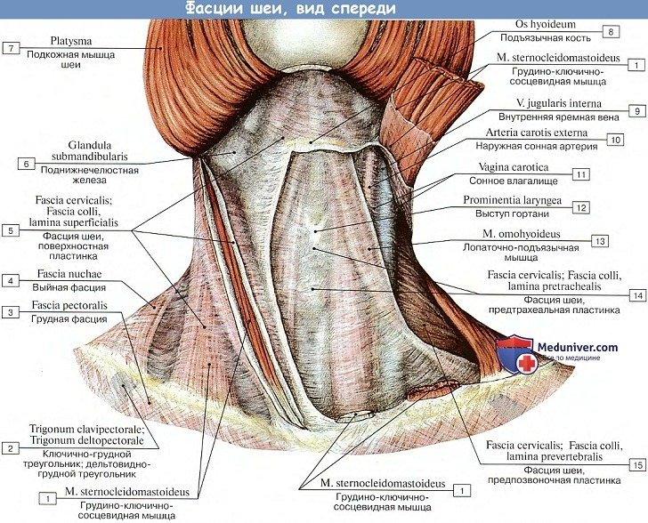 Анатомия: Фасции шеи