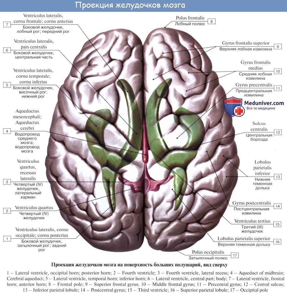 Поверхность головного мозга имеет. Строение желудочки головного мозга анатомия. Строение боковых желудочков головного мозга анатомия. Желудочки конечного мозга анатомия. 4 Желудочек головного мозга анатомия.