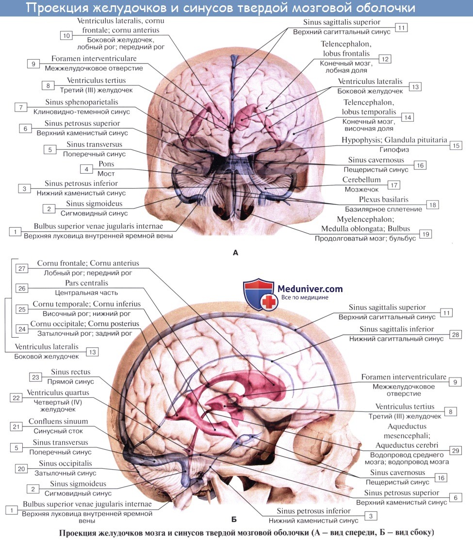 Анатомия: Третий (III, 3) желудочек, ventriculus tertius. Стенки третьего желудочка. Топография третьего желудочка
