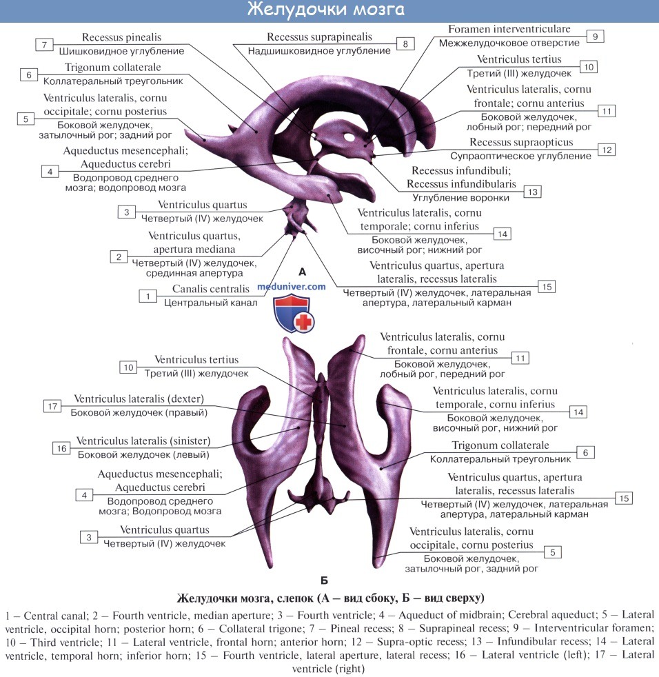 Анатомия: Четвертый (IV, 4) желудочек, ventriculus qudratus. Стенки,  топография четвертого желудочка. Строение четвертого желудочка