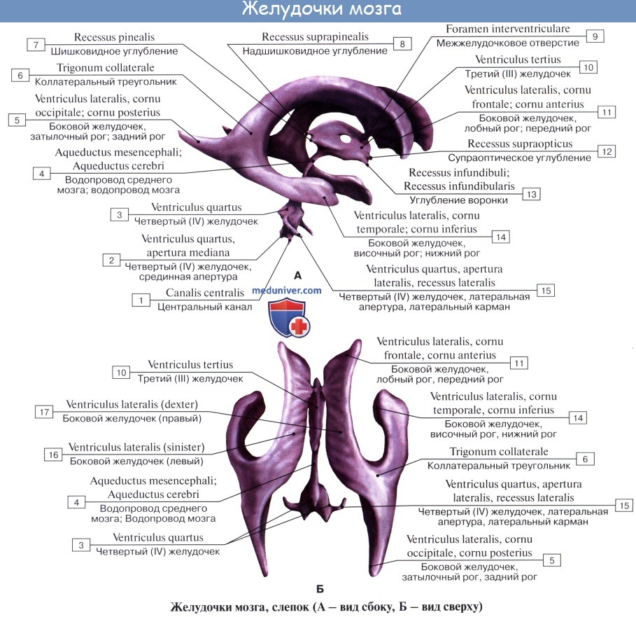 Анатомия: Боковые желудочки, ventriculi laterales. Стенки боковых желудочков. Строение боковых желудочков