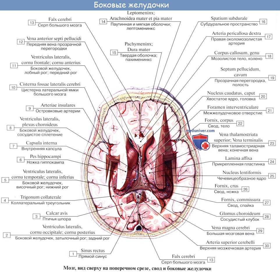 Анатомия: Желудочки мозга, ventriculi cerebri