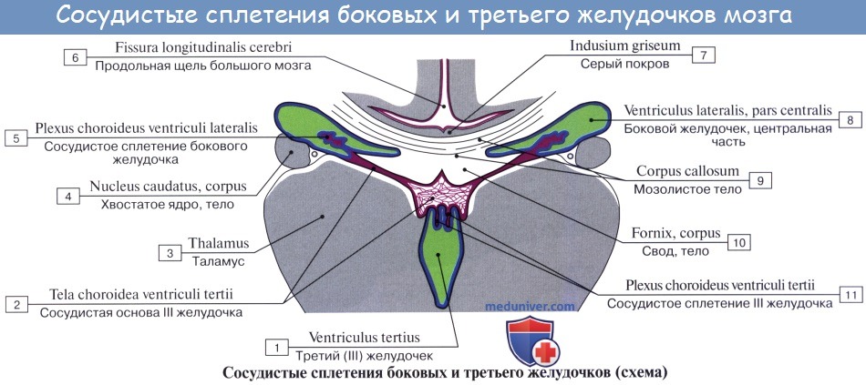 Анатомия: Боковые желудочки, ventriculi laterales. Стенки боковых желудочков. Строение боковых желудочков
