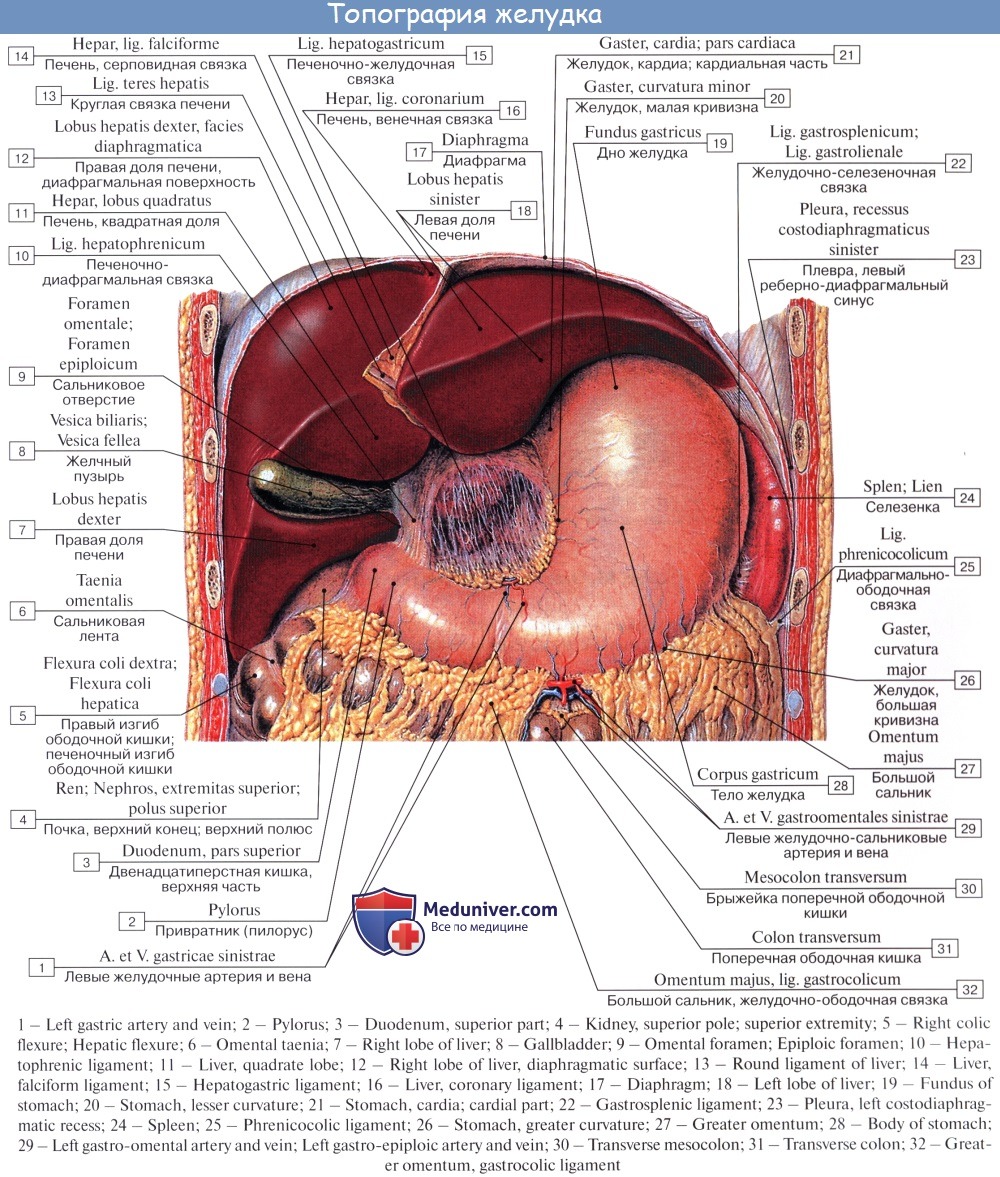 Отверстие в печени. Строение желудка анатомия латынь. Топография желудка у человека топографическая анатомия. Желудок анатомия с печенью. Печеночно желудочная связка печени.
