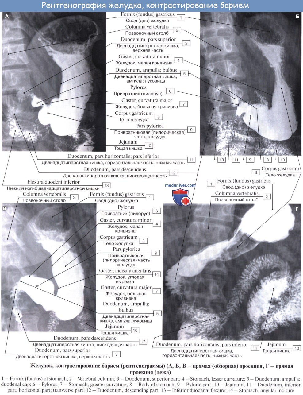 Анатомия : Рентгеноанатомия желудка. Эндоскопия желудка