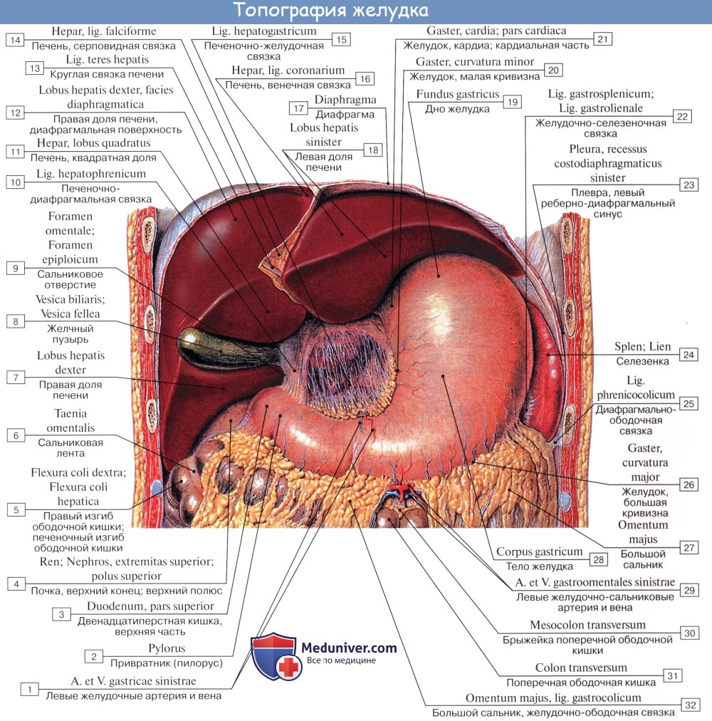 Анатомия : Желудок. Топография желудка