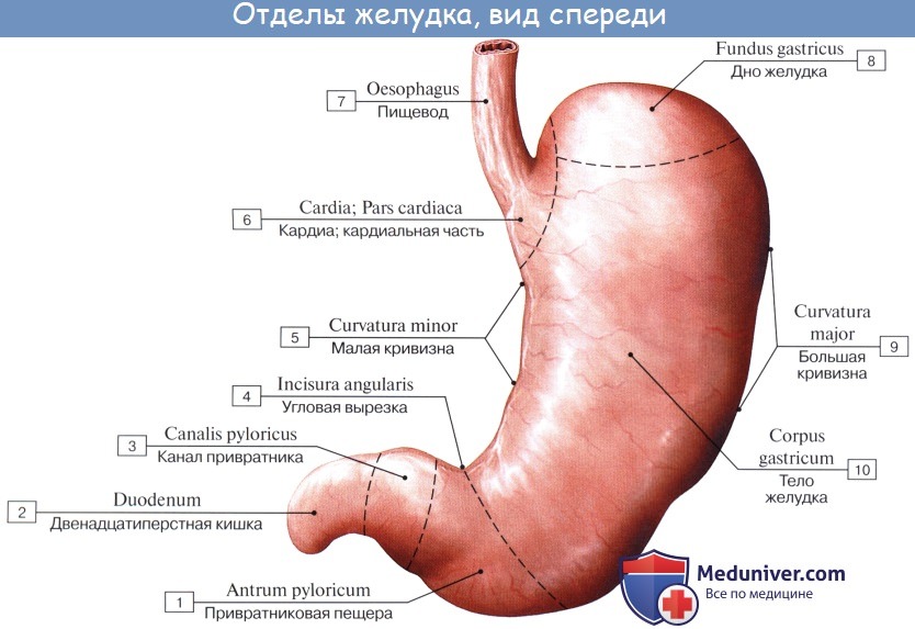 Анатомия : Желудок. Топография желудка