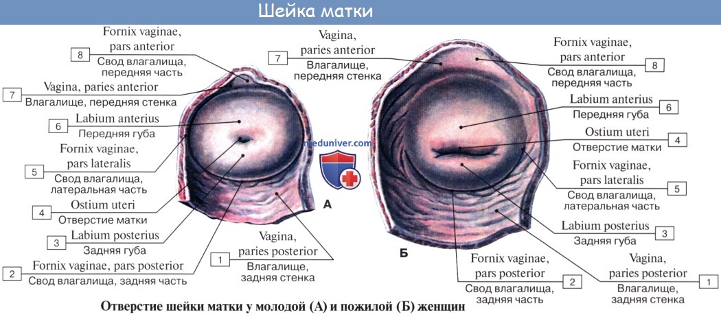 Анатомия: Матка. Стенки матки