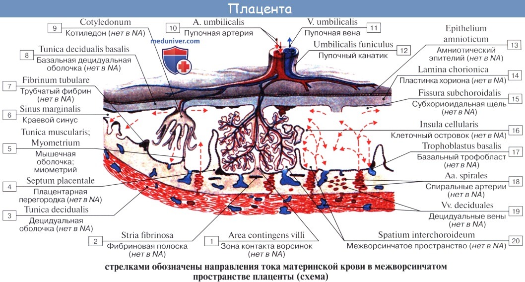 Анатомия: Плацентарное кровообращение
