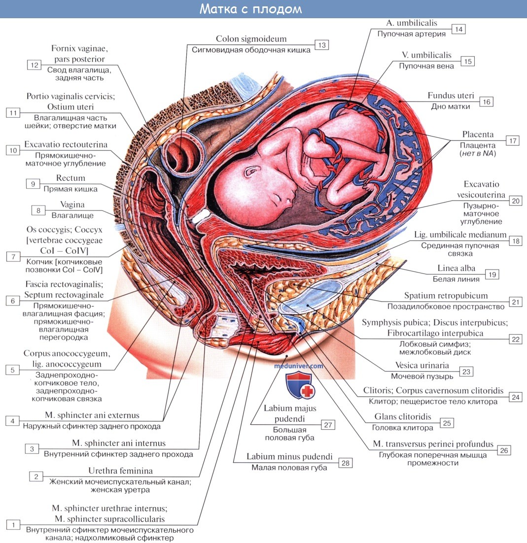 Анатомия: Плацентарное кровообращение
