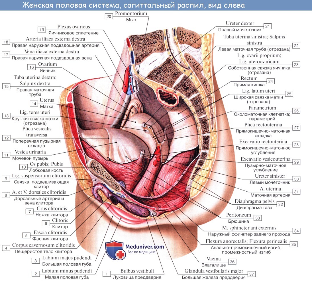 Анатомия: Женские половые органы. Анатомия яичника