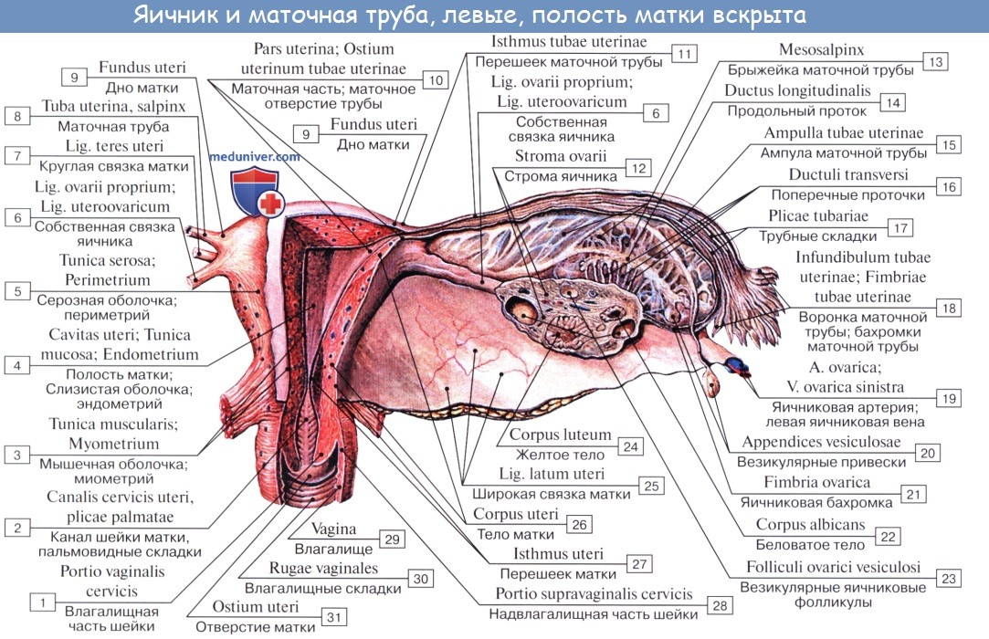 Анатомия маточной трубы