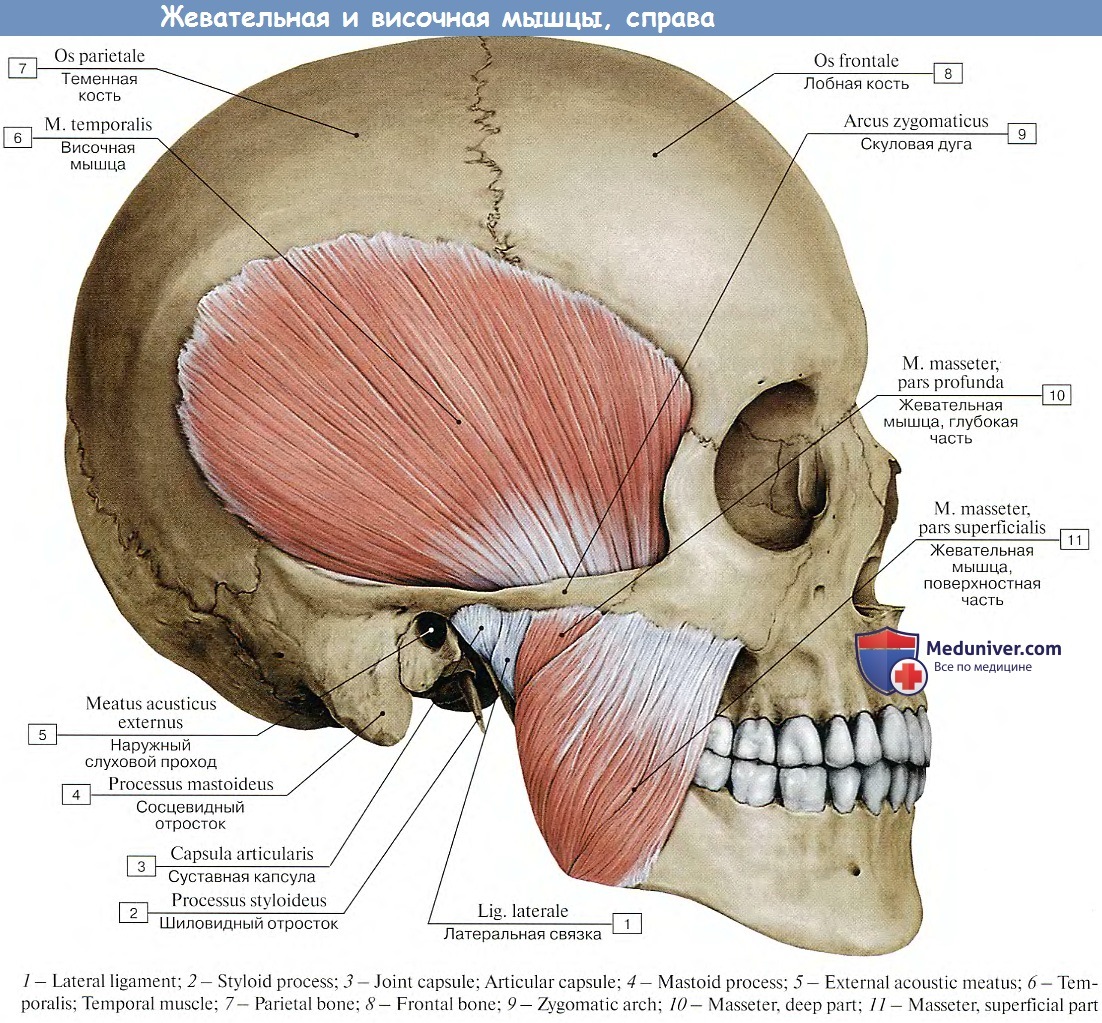 Жевательные мышцы лица анатомия сбоку