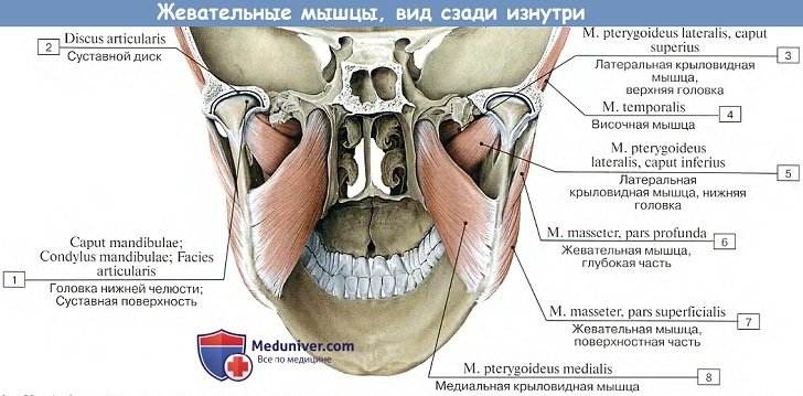 Анатомия: Жевательные мышцы, вид сзади