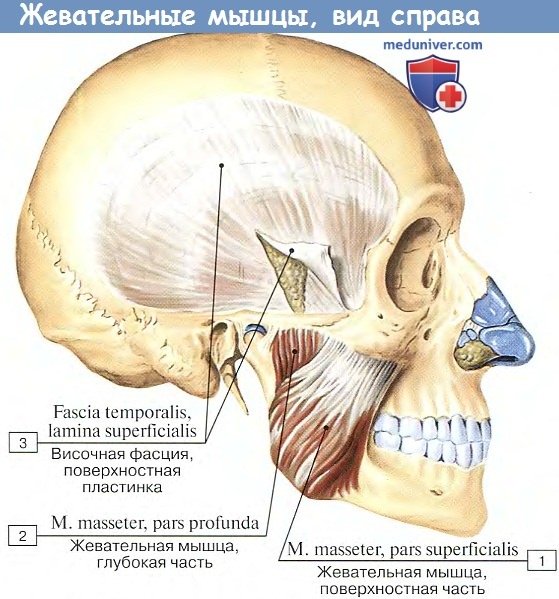 Анатомия: Жевательные мышцы и височная фасция, вид справа