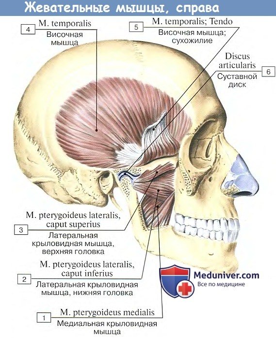 Анатомия: Жевательные мышцы, вид справа