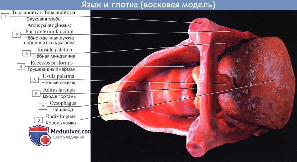 Анатомия : Глотка. Строение глотки. Мышцы глотки. Кровоснабжение и иннервация глотки