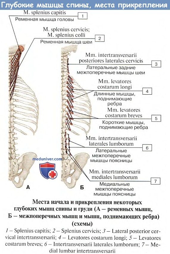 Глубокая поясница. Глубокие мышцы спины медиальный тракт. Глубокие мышцы позвоночника анатомия. Мышцы спины медунивер таблица. Глубокие мышцы спины медиальный тракт анатомия.