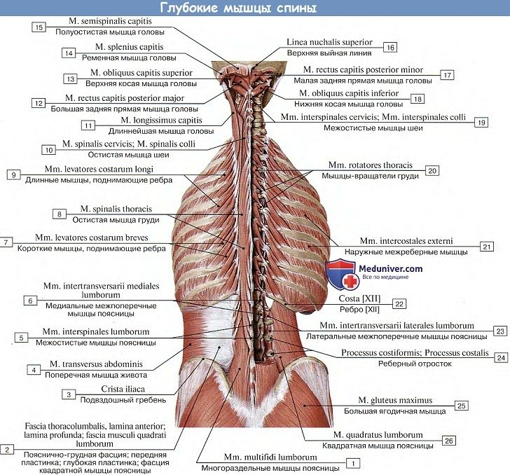 Глубокие мышцы спины расположение thumbnail