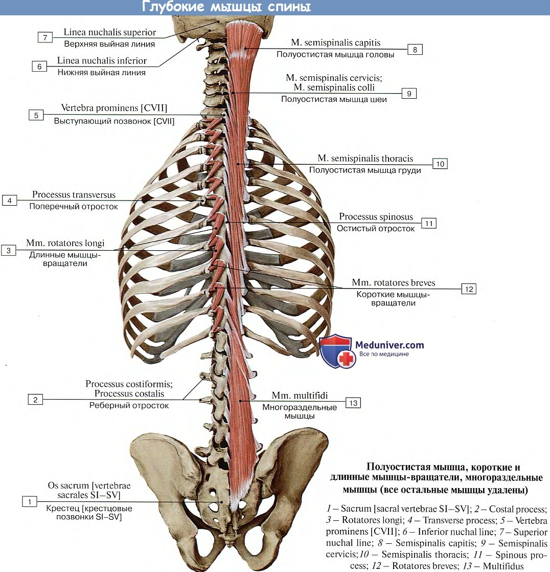 Глубокая поясница. Поперечно-остистая мышца спины анатомия. Мышцы вращатели анатомия. Глубокие мышцы спины мышцы вращатели. Крестцово остистая мышца анатомия.