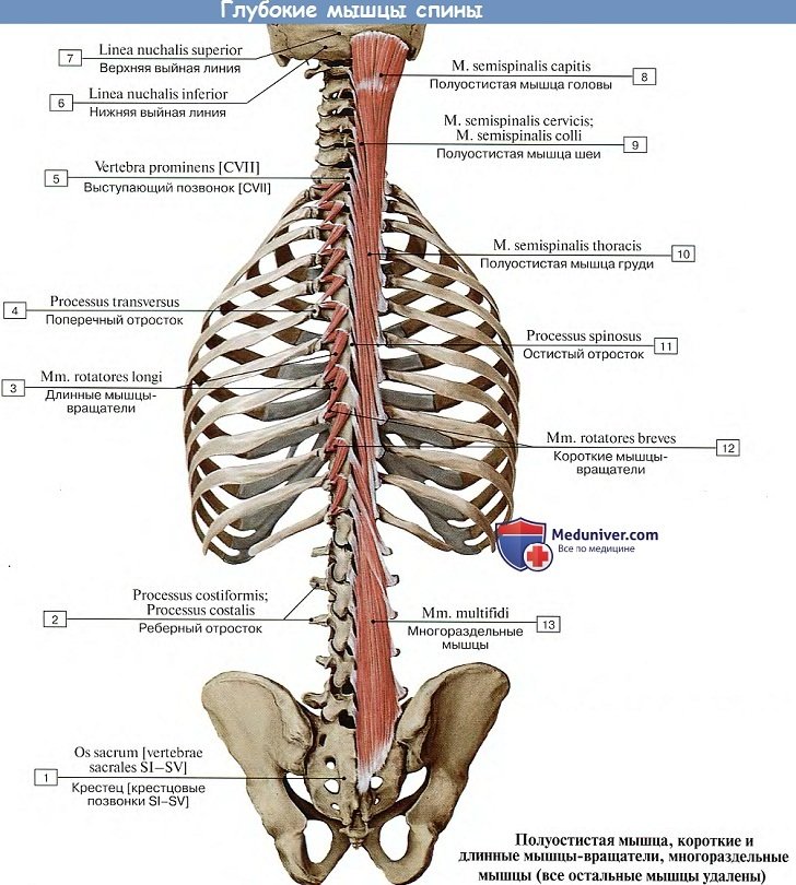 Анатомия: Глубокие мышцы спины