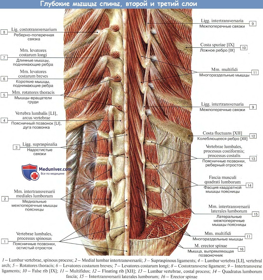 Глубокая поясница. Фасции мышцы спины человека анатомия. Мышцы позвоночного столба анатомия. Строение позвоночника человека с мышцами. Мышцы спины второй глубокий слой.