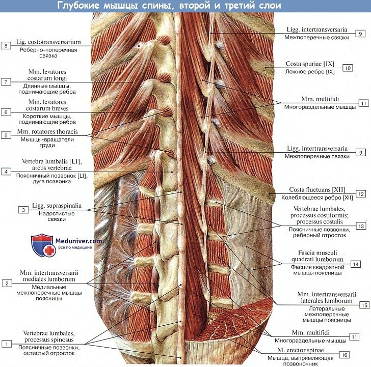 Анатомия: Глубокие мышцы спины