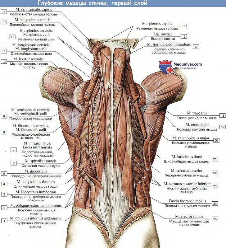 Анатомия мышц спины видео уроки thumbnail