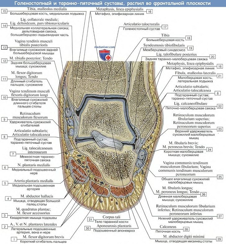 Анатомия: Голеностопный сустав и таранно-пяточный сустав