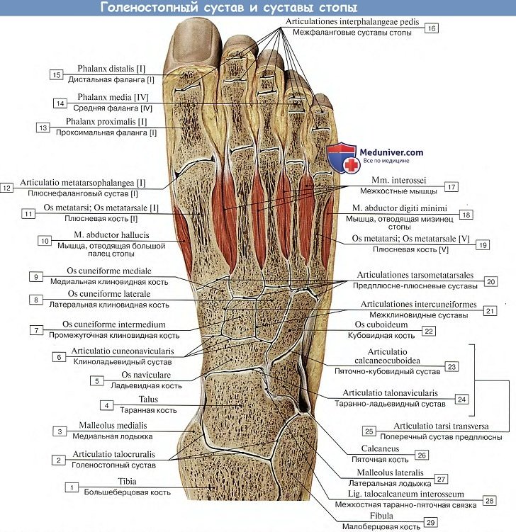 Анатомия: Голеностопный сустав и суставы стопы