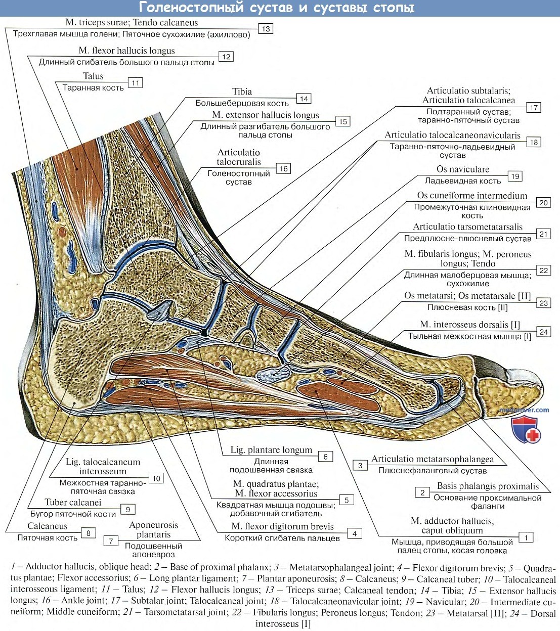Голеностоп сустав строение анатомия