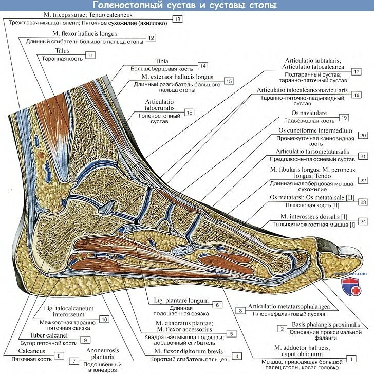 Анатомия: Голеностопный сустав и суставы стопы