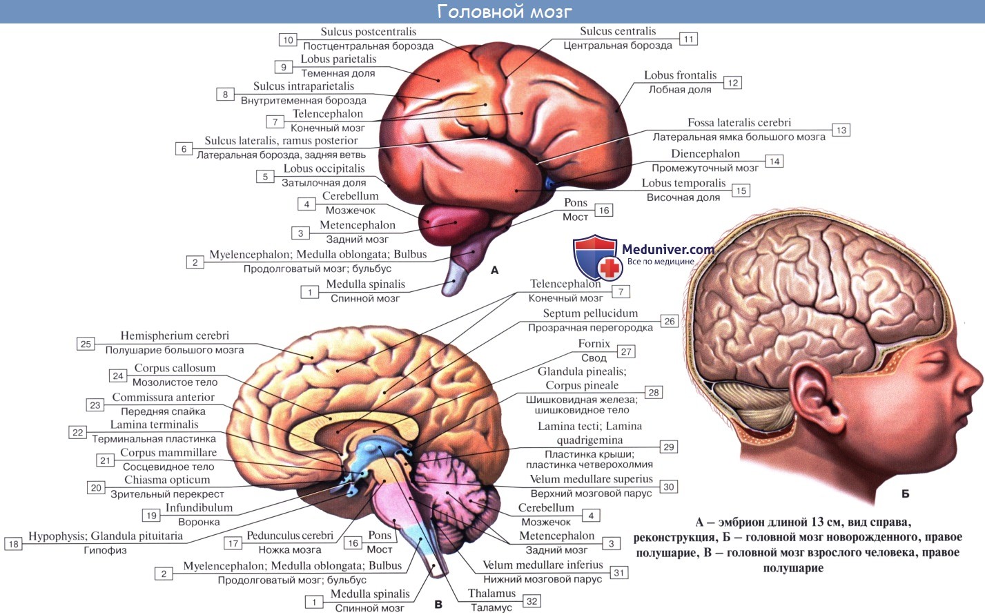 Анатомия: Рост и развитие борозд, извилин головного мозга. Масса мозга