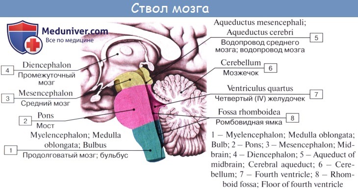 Анатомия: Средний мозг, mesencephalon. Строение среднего мозга. Топография среднего мозга
