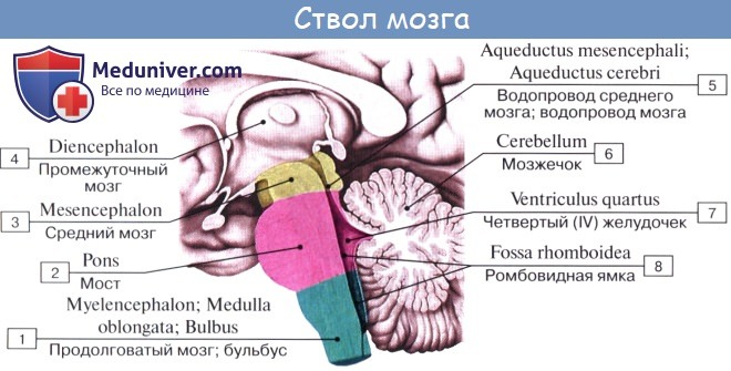 Анатомия: Зрительный перекрест, chiasma opticum. Сосцевидные тела, corpora mamillaria. Нервы на нижней поверхности головного мога