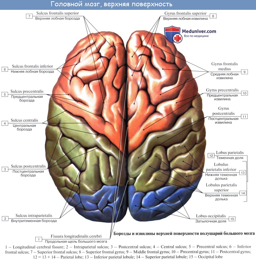 Анатомия: Головной мозг, encephalon. Обзор головного мозга.  Верхнелатеральная поверхность головного мозга