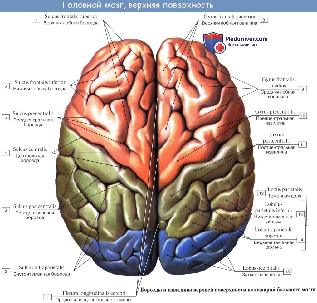 Анатомия: Головной мозг, encephalon. Обзор головного мозга. Верхнелатеральная поверхность головного мозга