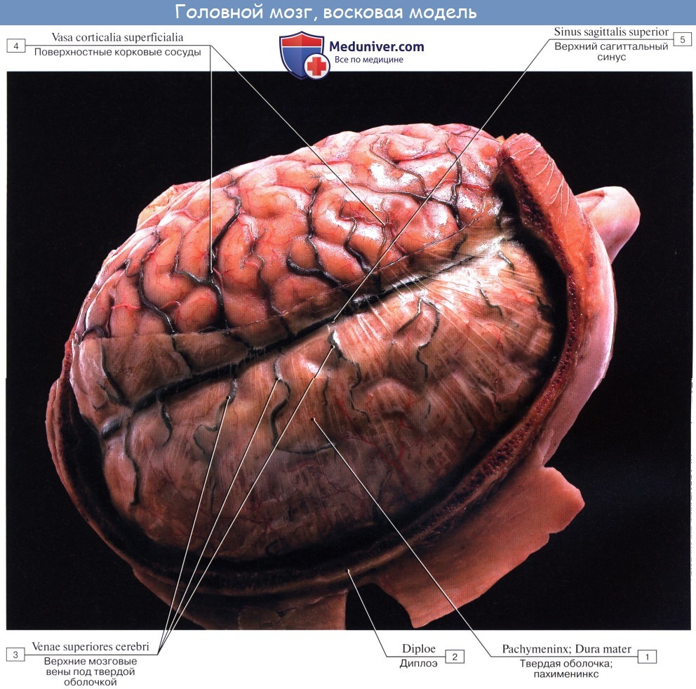 Анатомия: Головной мозг, encephalon. Обзор головного мозга. Верхнелатеральная поверхность головного мозга