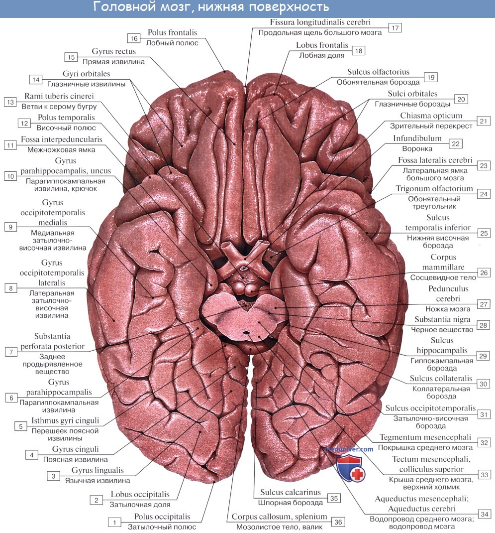 Анатомия: Нижняя поверхность полушарий большого мозга. Обонятельные луковицы, тракты (bulbi olfactorii, tractus olfactorii)