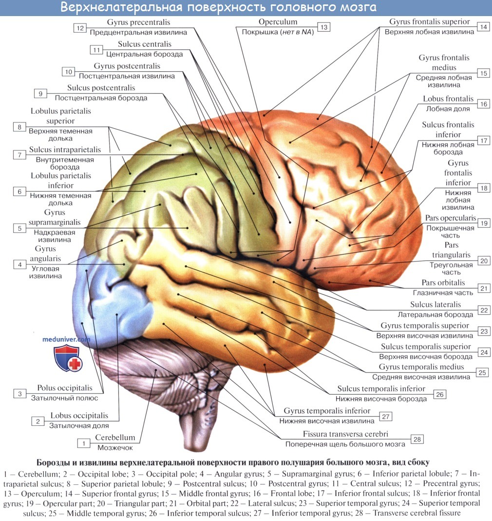 Нижних конечностей и головного мозга. Строение головного мозга доли борозды извилины. Строение лобной доли конечного мозга. Верхнелатеральная поверхность головного мозга. Отделы мозга анатомия на латыни.