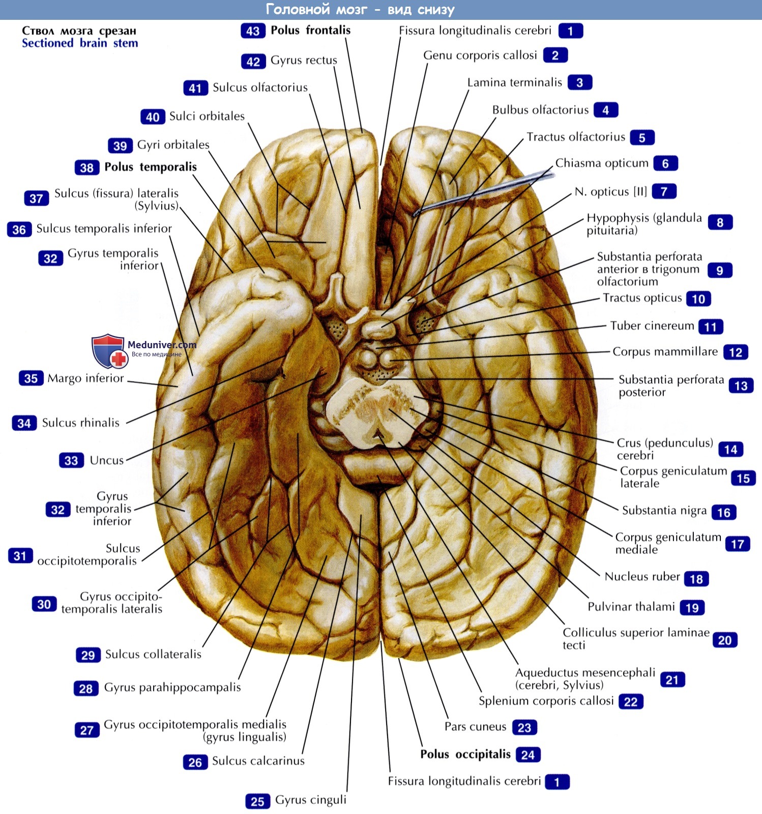Головной мозг (вид снизу) - по атласу анатомии