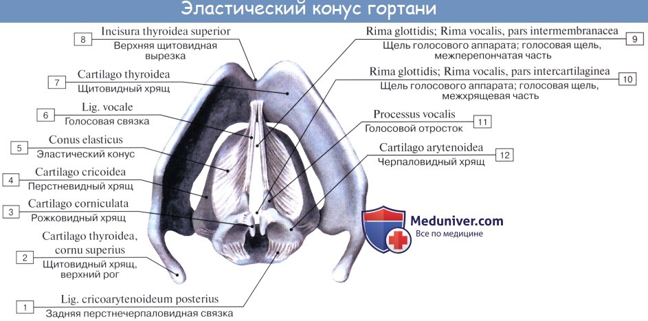 Анатомия человека: Хрящи гортани. Связки гортани. Соединения гортани. Суставы гортани