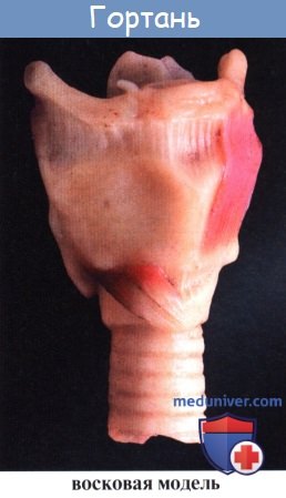 Анатомия человека: Гортань. Анатомия гортани