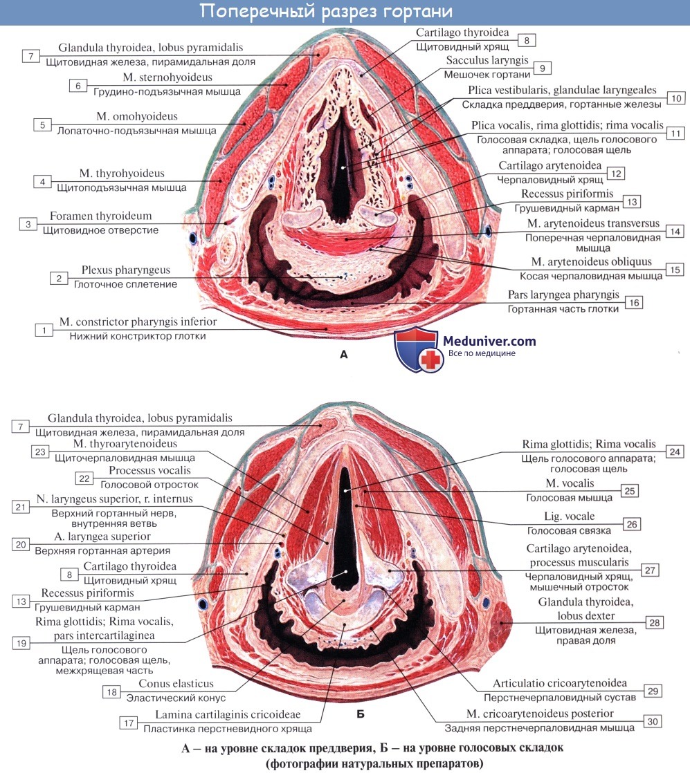 Анатомия человека: Полость гортани. Предверие гортани. Голосовая щель. Звукообразование в гортани